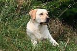LABRADOR 1257